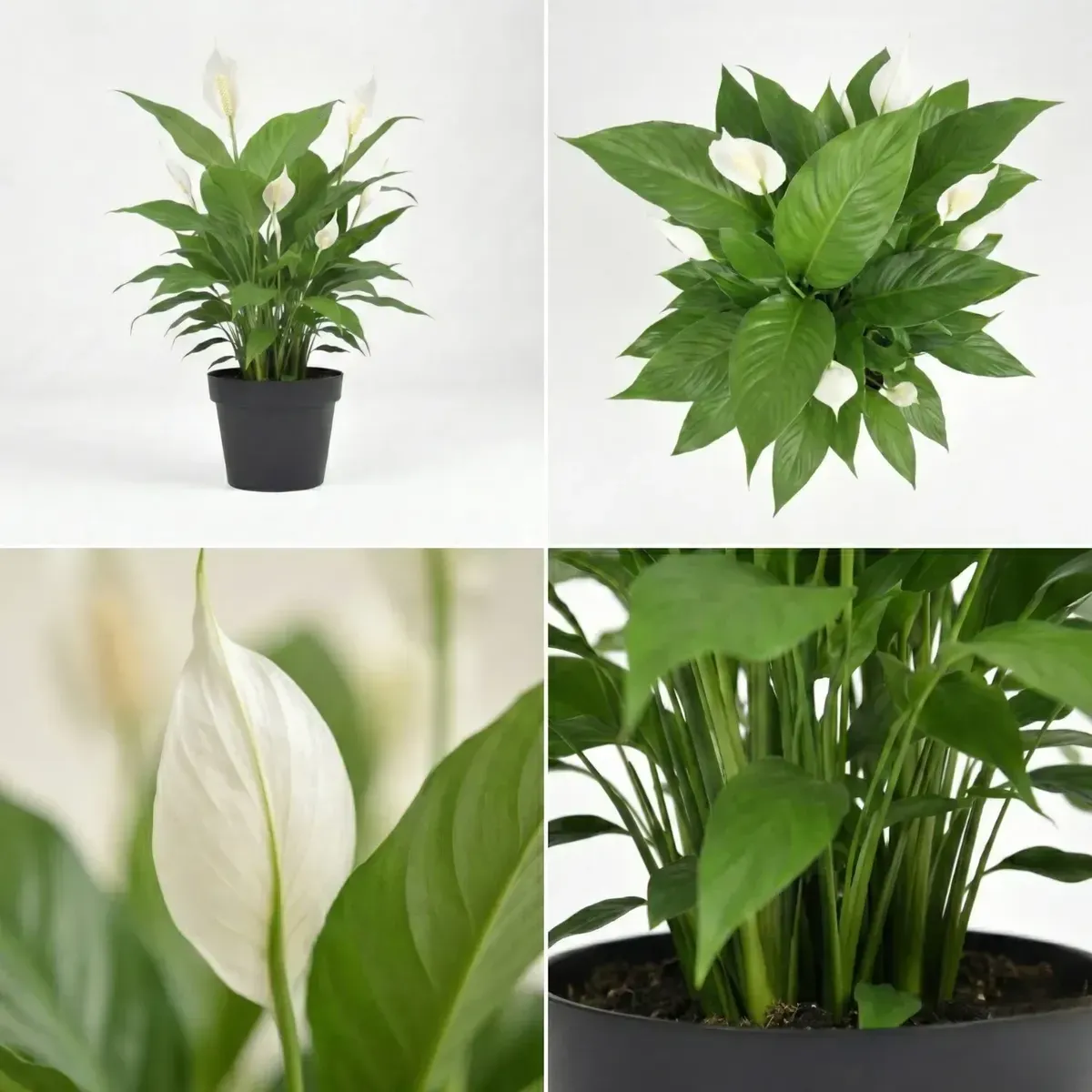 Peace Lily Plant 4