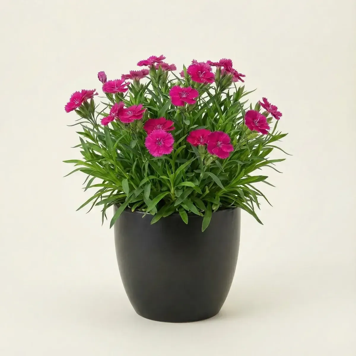 Dianthus (Pink)