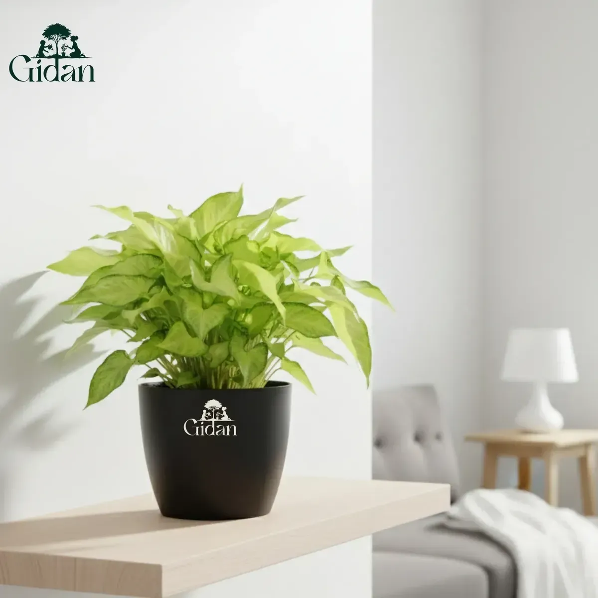 Peace Lily Plant 5