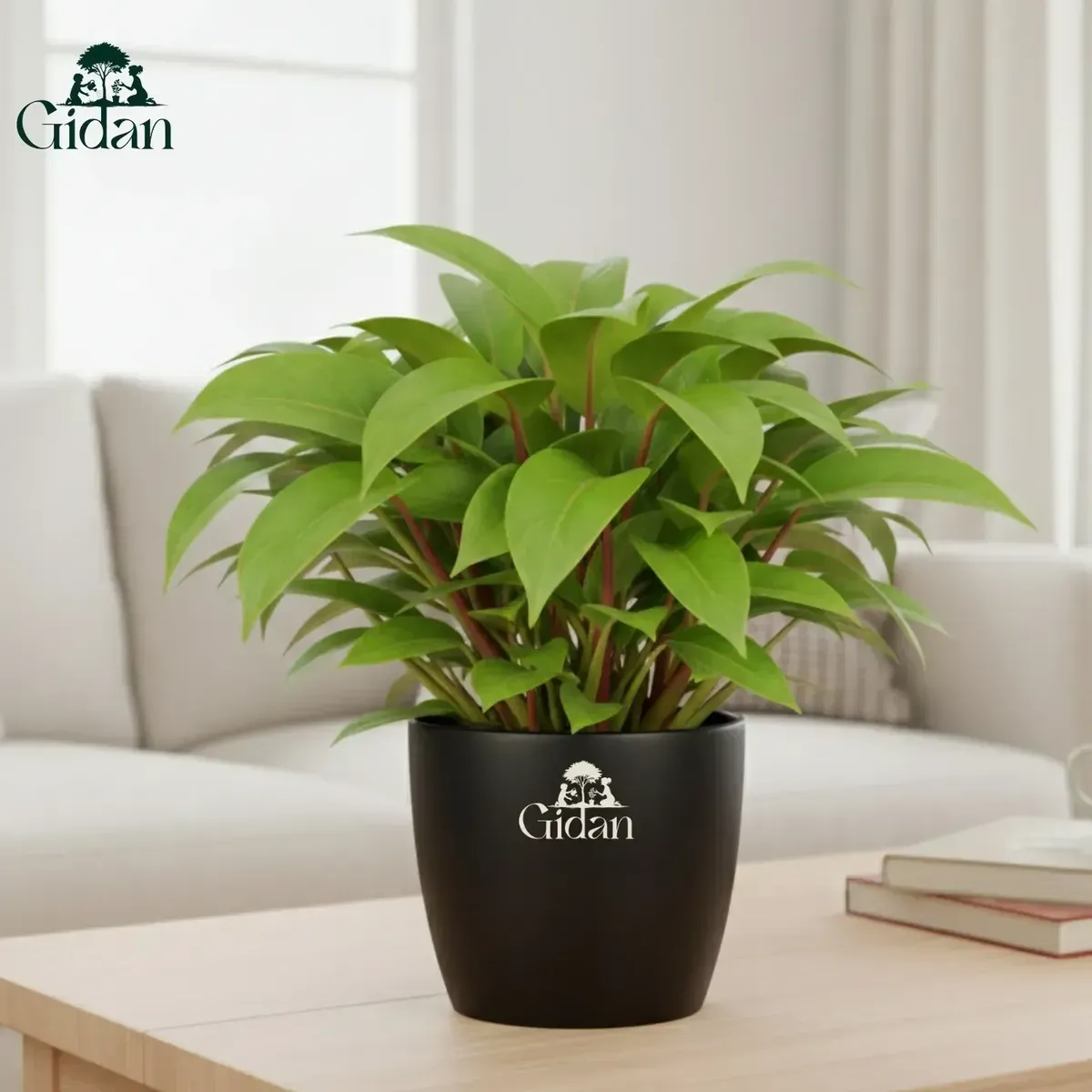 Peace Lily Plant 5