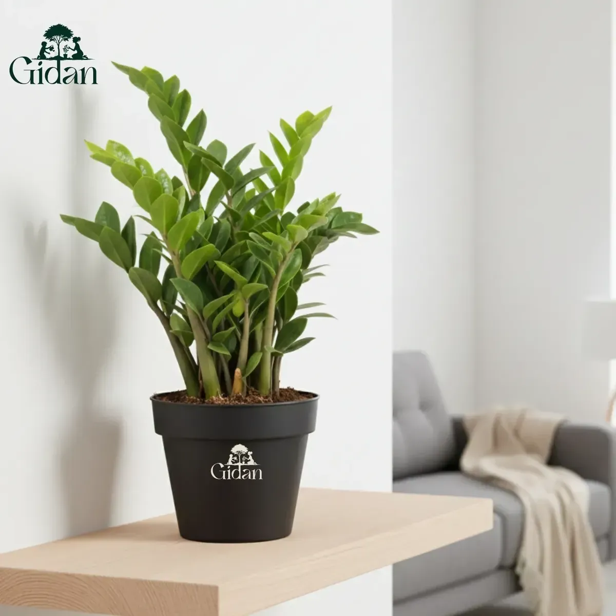 Peace Lily Plant 5