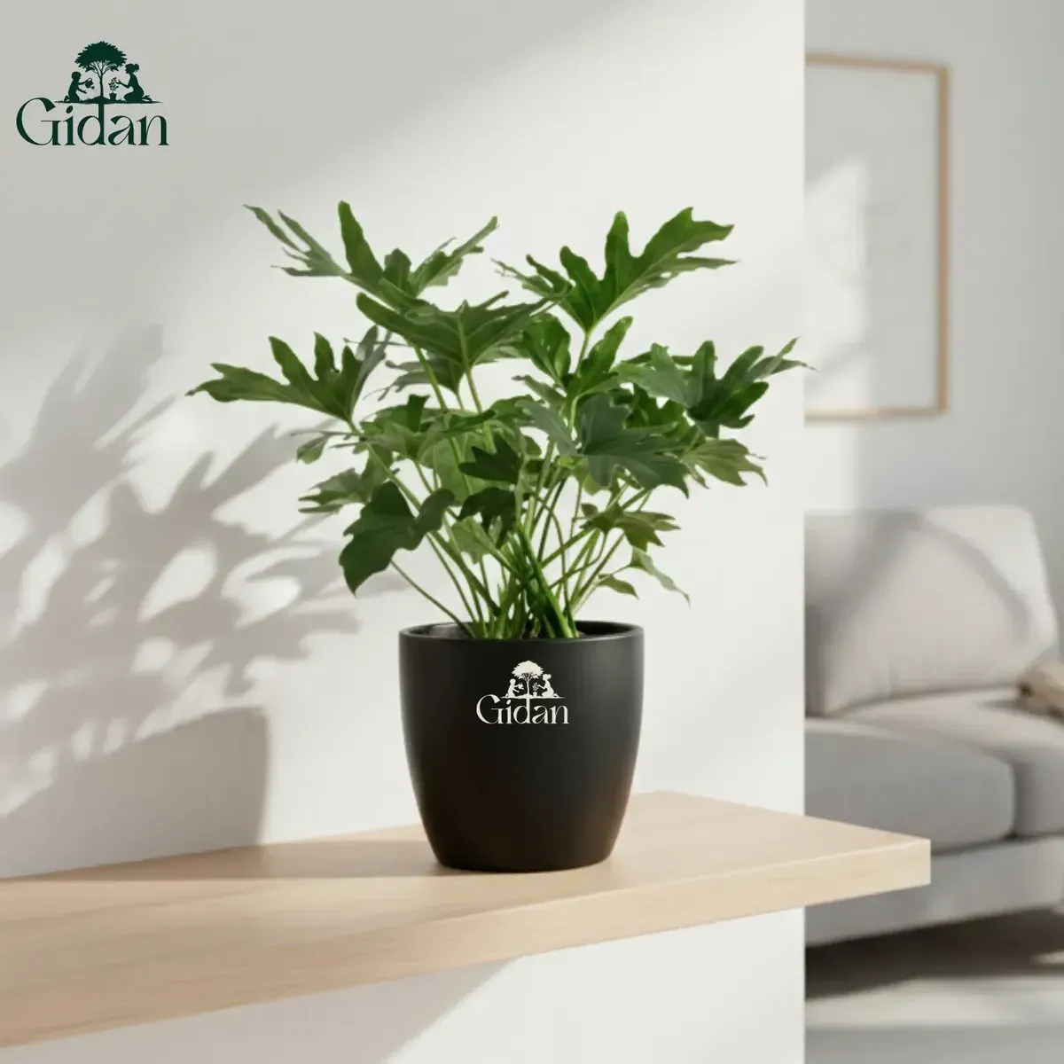 Peace Lily Plant 5