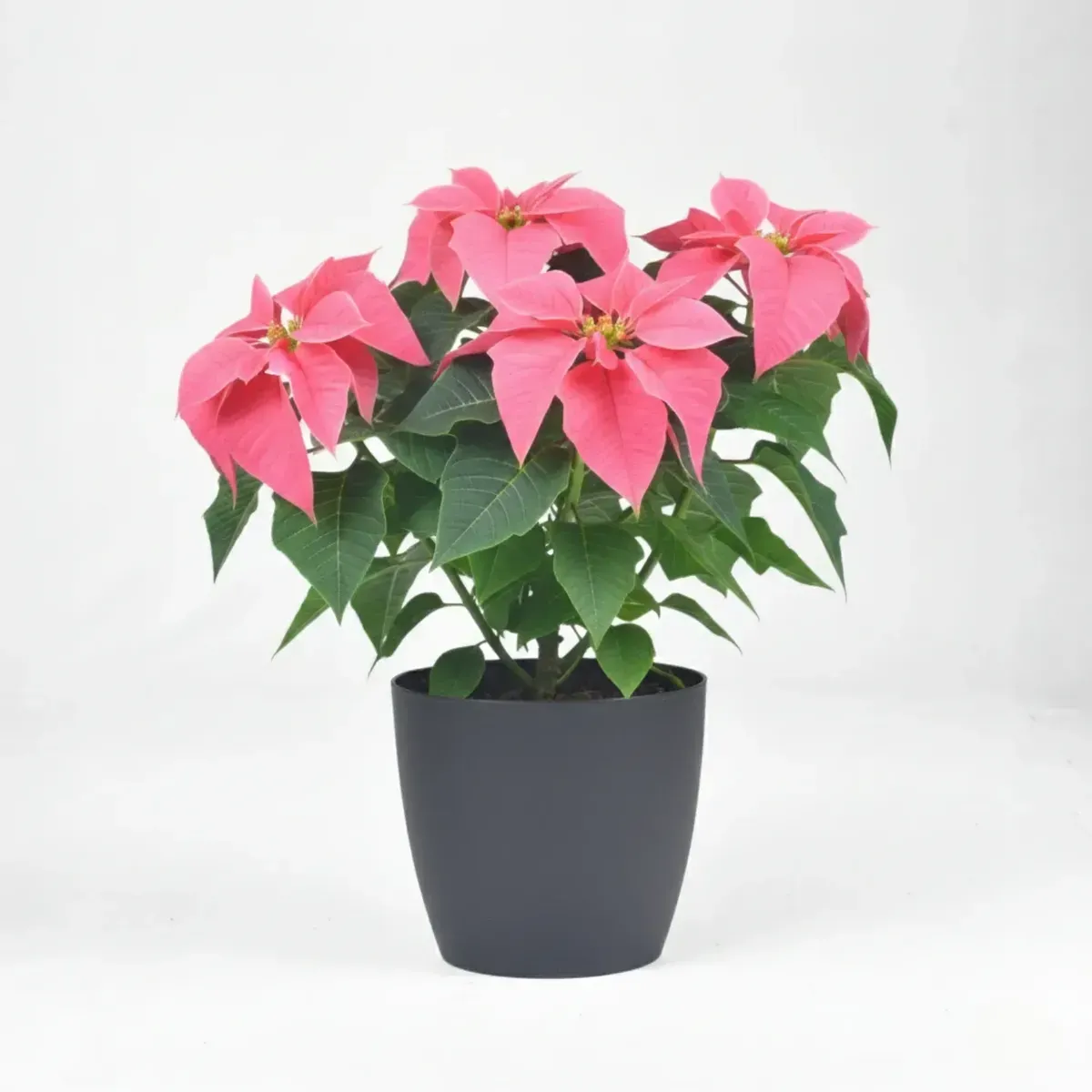 Poinsettia (Pink)Regular-NB/NP