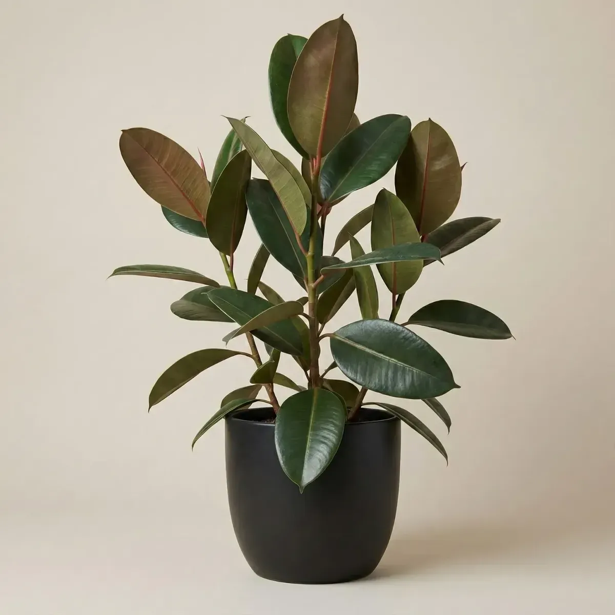 Rubber PlantRegular-NB/NP